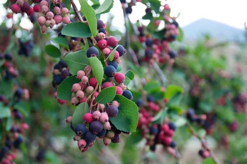 Juneberry fruiting